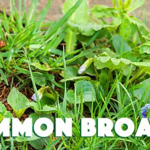 Common broadleaf weeds